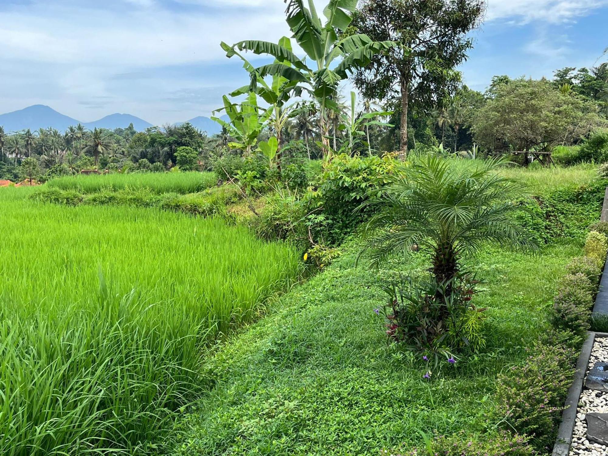 Maple Ridge Ubud Villas Dış mekan fotoğraf