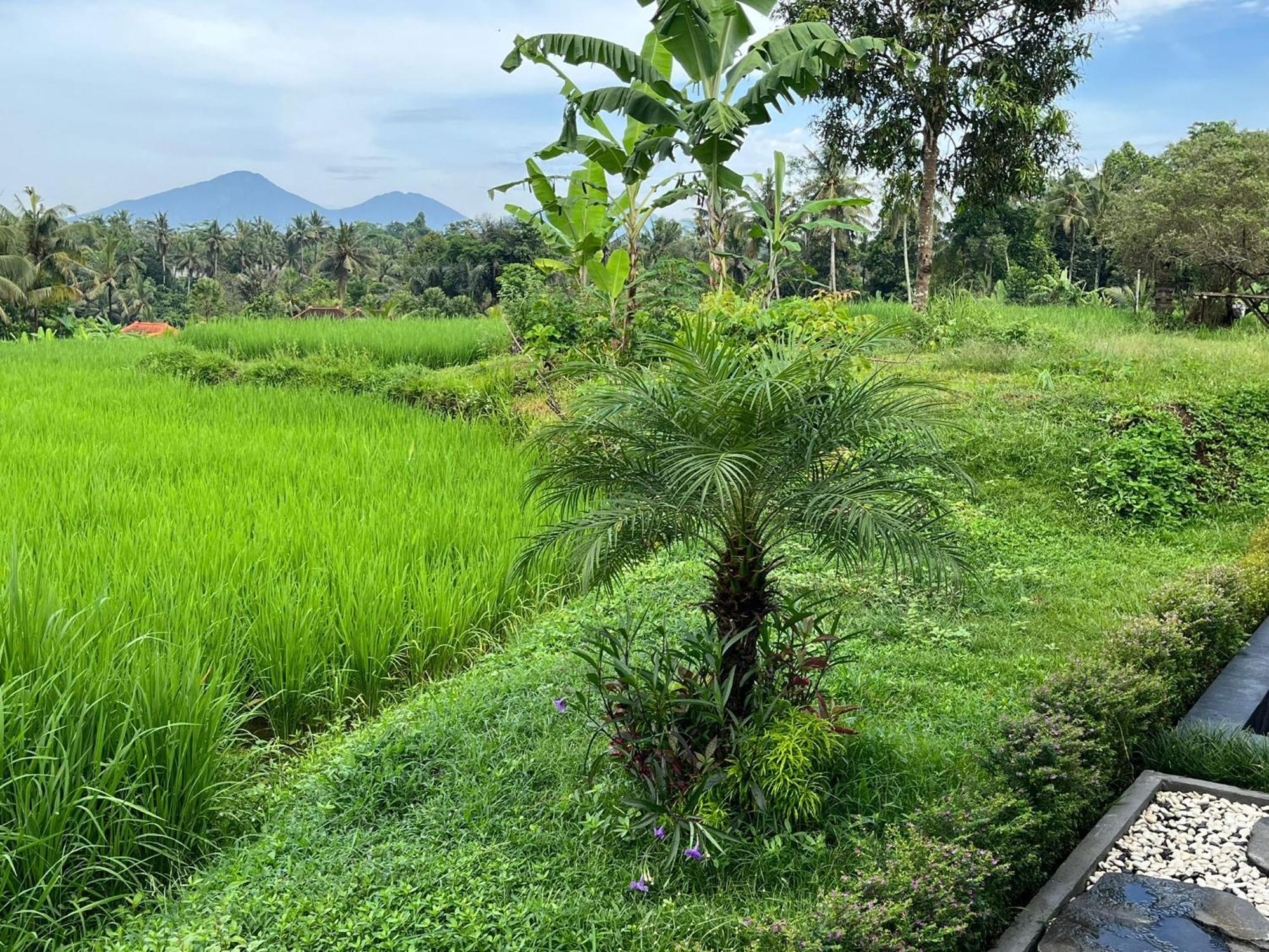 Maple Ridge Ubud Villas Dış mekan fotoğraf